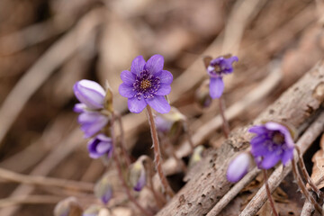 雪割草　ユキワリソウ