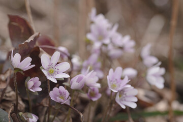 雪割草　ユキワリソウ