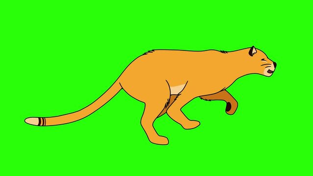 Running lioness cat on Green screen animation.