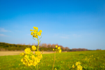 菜の花が咲く丘