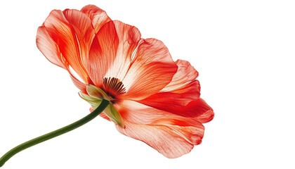 Red poppy blossom flower PNG cutout isolated on transparent background, graphic resource