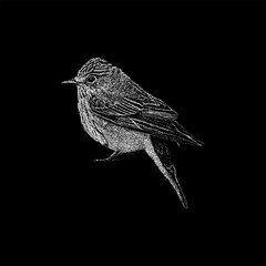 Flycatcher hand drawing vector isolated on black background.