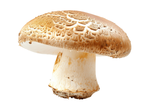 Boletus mushroom with a red cap PNG cutout isolated on transparent background, graphic resource