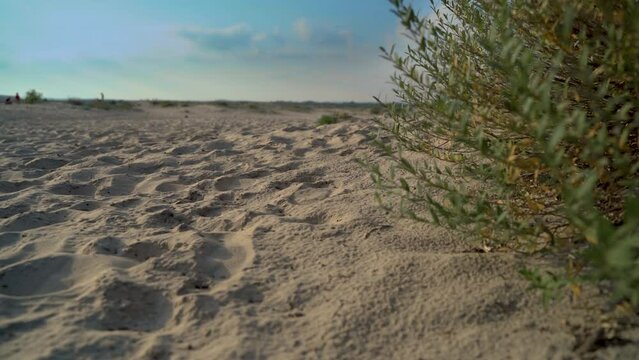 A serene beachscape with sandy foreground and sparse foliage under a cloudy sky, Bledowska Desert, Poland, Europe