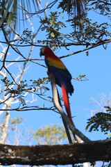 Scarlet Macaws - Red Lapas - Guacamayas in Costa Rica.