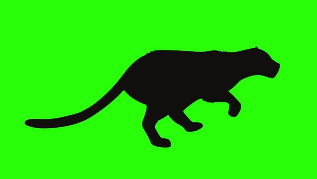 Silhouette cheetah running on Green screen animation.