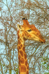 Portrait of african giraffe stretching high for eating fresh leaves from a tree in the savanna of Kruger National Park, South Africa. Vertical shot.