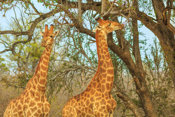 Side view of two african giraffe stretching high for eating leaves from a tree at Kruger National Park, South Africa in dry season.