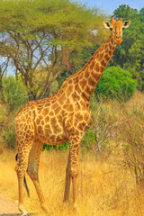 Side view of African giraffe, Giraffa camelopardalis, standing in Kruger National Park, South Africa during game drive safari. Vertical shot.
