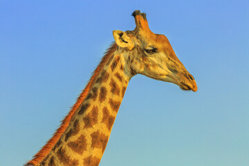 Portrait of african giraffe in the blue sky background. Hluhluwe-Imfolozi Park, South Africa, known as the hunting reserve of Umfolozi, the oldest nature reserve established in Africa. Side view.