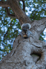 A squirrel eating its peanut in a tree, seen from below