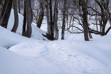 足跡が続く冬の茂み