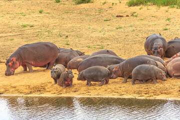 Group of adults and small Cape hippopotamus or South African adult and small hippopotamus at Olifants River in Kruger National Park, South Africa.