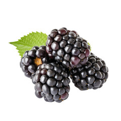 AI Generated Image: Blackberry Fruit with Transparent Background