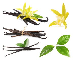 Vanilla pods, yellow flowers and green leaves isolated on white, set