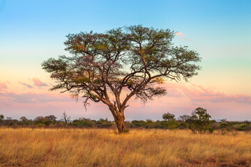 African tree of the African savannah in the Serengeti wildlife area of Tanzania, East Africa. Africa safari scene in savannah landscape at sunset with pink sky.