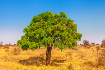 African acacia tree in Serengeti National Park in Tanzania in dry season. Africa safari savannah landscape. african scene with and copy space. Blue sky.