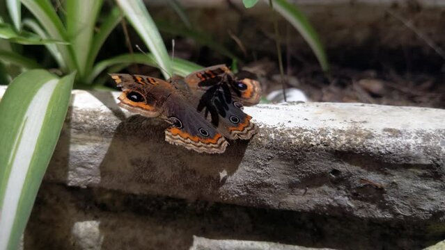A Mangrove Buckeye Butterfly (Junonia genoveva) with Broken Wings Resting On A Concrete Plant Pot in the Yard of A House in Buenos Aires, Argentina. Close up.