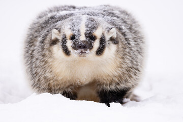 American badger in snow, portrait. 
