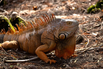 Green iguana, Iguana iguana, displaying behavior, orange color, Florida.