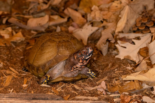 Three-toed box turtle, terrapene triunguis on the forest floor.