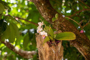 Orchid on a tree