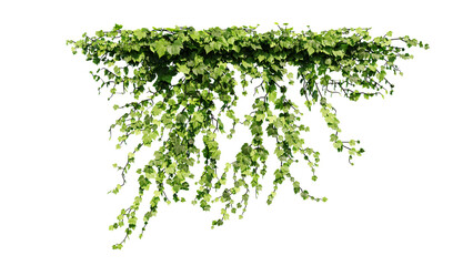 Plant and flower vine green ivy leaves tropic hanging, climbing isolated on transparent background.