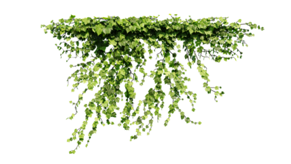 Plant and flower vine green ivy leaves tropic hanging, climbing isolated on transparent background.