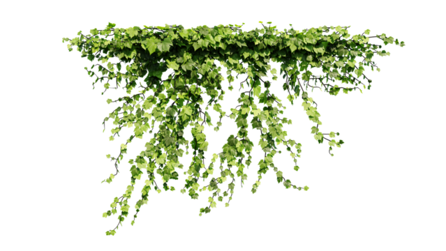 Plant and flower vine green ivy leaves tropic hanging, climbing isolated on transparent background.