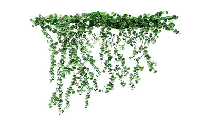 Plant and flower vine green ivy leaves tropic hanging, climbing isolated on transparent background.