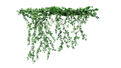 Plant and flower vine green ivy leaves tropic hanging, climbing isolated on transparent background.