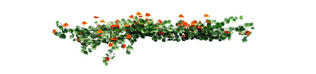 Plant and flower vine green ivy leaves tropic hanging, climbing isolated on transparent background.