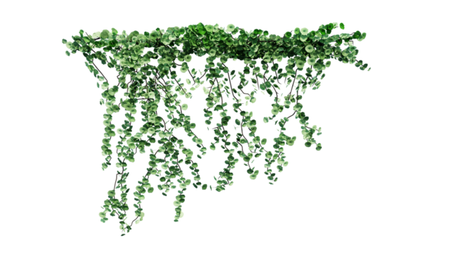 Plant and flower vine green ivy leaves tropic hanging, climbing isolated on transparent background.