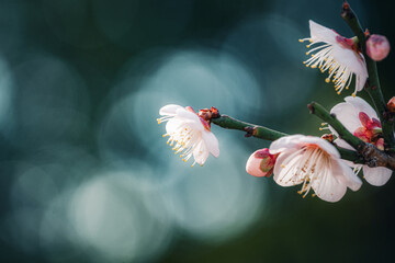 日本の春を教える梅の花