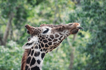 舌を出しているキリン