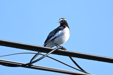 電線の上で立つセグロセキレイ