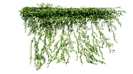 Plant and flower vine green ivy leaves tropic hanging, climbing isolated on transparent background.