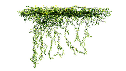 Plant and flower vine green ivy leaves tropic hanging, climbing isolated on transparent background. - obrazy, fototapety, plakaty