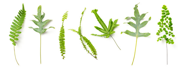 variety of fresh fern leaves isolated over a transparent background, set / collection of cut-out forest / rain forest / floristic / garden or environmental design elements, different shapes, PNG