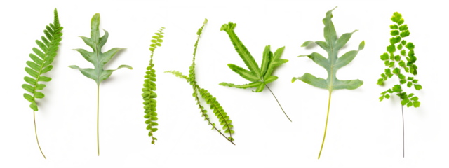 variety of fresh fern leaves isolated over a transparent background, set / collection of cut-out forest / rain forest / floristic / garden or environmental design elements, different shapes, PNG