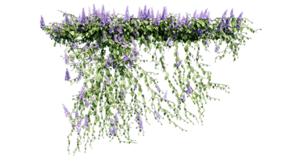 Plant and flower vine green ivy leaves tropic hanging, climbing isolated on transparent background.