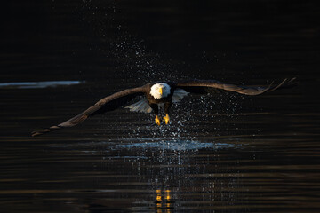 Bald eagle flies off the water with a fish in its talons