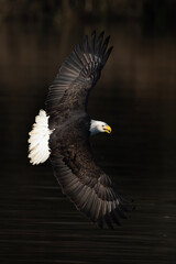 Bald eagle in flight making a banking turn
