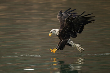 Just eagle in flight with talons spread reaching for a fish.