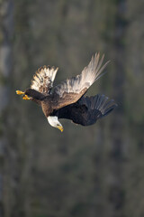 Bald eagle diving flight