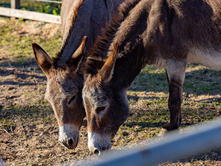 Two donkeys eating grass, side-by-side