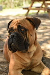 Bullmastiff adorable