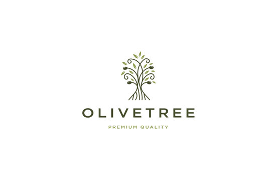 Olive tree logo design template flat vector