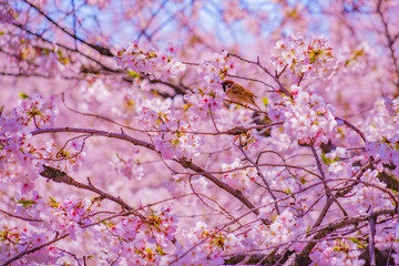 桜の枝と鳥