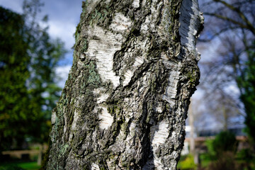 gnarled trunk of an old birch tree in the sunlight in front of a spring-like scenery in the blurred...